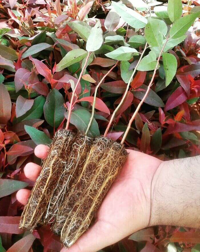Foto de uma mão segurando uma muda de eucalipto